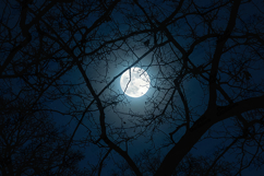 Full Moon Night Forest Background for Dark Atmosphere Art Product Image 1