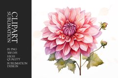 Watercolor dahlia pink flower clipart Product Image 1