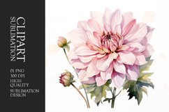 Watercolor dahlia pink flower clipart Product Image 1