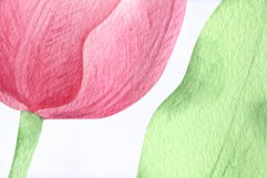 Pink Tulip Collection. Watercolor Product Image 3