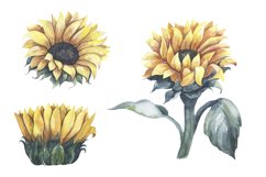 Watercolor Sunflowers Collection. Product Image 3