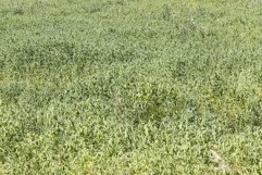 field with green peas Product Image 1