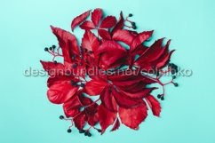 Creative layout made of red leaves Product Image 1