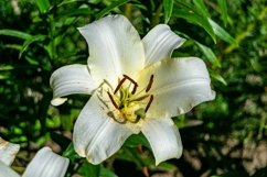 Fine wild growing flower on background meadow Product Image 1