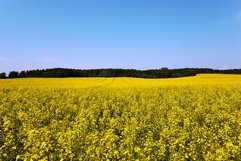 canola field . blooming Product Image 1