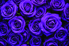 Purple roses background Product Image 1