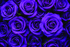 Purple roses background Product Image 1
