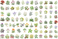 Watercolor Medicinal Plant Clipart, Botanical Herb PNG Product Image 1