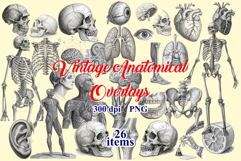 Antique Anatomy Overlays Graphic Vintage PNG Product Image 1