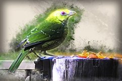 Collection of 12 Images 4k of Bird Portraits PACK 08 300 dpi Product Image 2