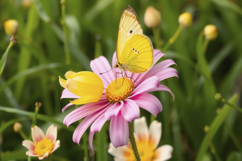 Floral With Butterfly Background Product Image 1