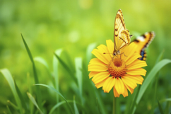 Butterfly With Floral Background Product Image 1