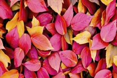 Autumn Leaves Background Product Image 1