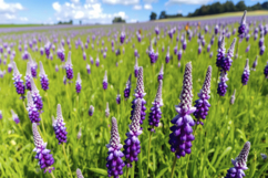 Lavender Flower Field Background Product Image 1