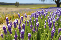 Lavender Flower Field Background Product Image 1