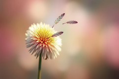 Common Dandelion Background Product Image 1