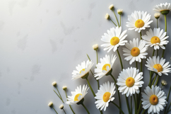 Common Daisy Background Product Image 1