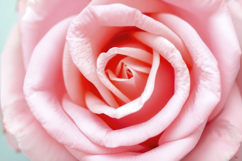 Pink Rose Background Product Image 1