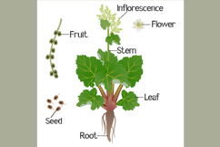 Parts of rhubarb grown isolated on a white background