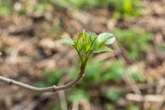 close up branch with young leaves in spring Product Image 1