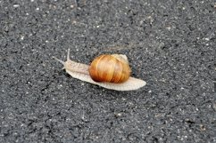 Big garden snail in shell crawling on wet road hurry home Product Image 13