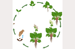 Life cycle of rhubarb plant growth on a white background.