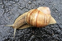 Big garden snail in shell crawling on wet road hurry home Product Image 15