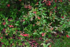 blooming flowers in the garden Product Image 1
