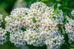 Stock Photo - Blooming white spirea on a spring day close-up Product Image 1