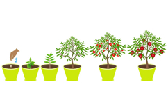 Growth cycle of pomegranate plant in a pot on white background.