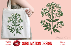 Baby&#039;s breath flower clipart | Vintage Summer flower graphic Product Image 2