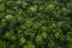 Lush Green Forest Aerial Landscape Background Product Image 1