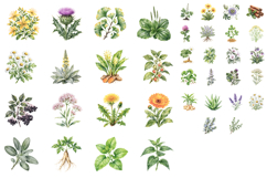 Watercolor Medicinal Plant Clipart, Botanical Herb PNG Product Image 2