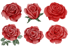 Watercolor clipart rose png 11 elements Product Image 2