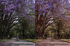30 Blossom LUT Collection Product Image 8