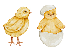 Chicken watercolor clipart PNG Product Image 2