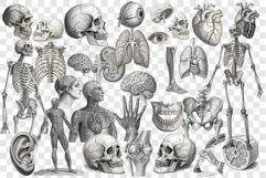 Antique Anatomy Overlays Graphic Vintage PNG Product Image 2
