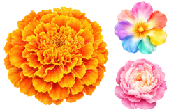 Tropical Watercolor Flower Clipart Bundle Product Image 2