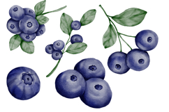 Blueberry berries clipart watercolor png Product Image 2