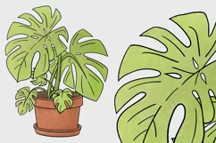 Potted Monstera PNG for sublimation or illustration Product Image 2