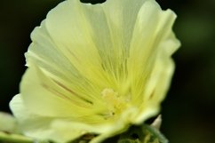 SET different blooming flowers with leaves in natural nature Product Image 17