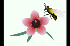 Manuka flower with leaves and bee on green background.