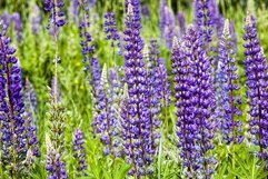 wild blooming lupine Product Image 1