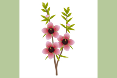 Manuka branch with flowers and leaves on a white background.