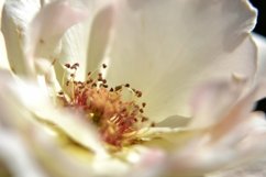 SET different blooming flowers with leaves in natural nature Product Image 4