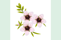 Manuka flowers with leaves and bud on white background.