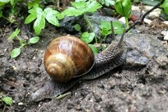 Big garden snail in shell crawling on wet road hurry home Product Image 10