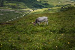 Cow on the meadow in Dolomites Product Image 1