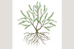 Manuka plant with roots and leaves on white.