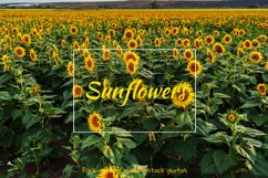 Sunflower Product Image 1